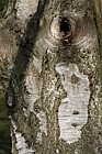 Betula pubescens Downy Birch
