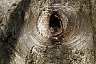 Betula pubescens Downy Birch