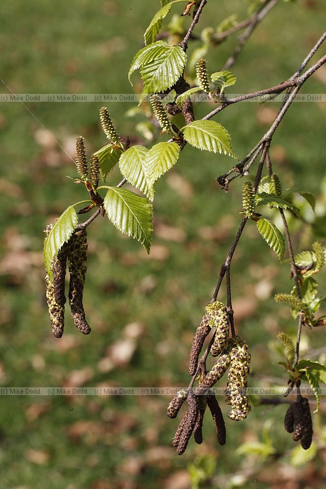 Betula sp