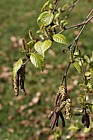 Betula sp