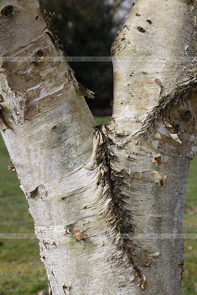 Betula szechuanica