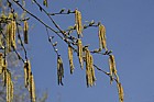 Betula utilis Himalayan birch