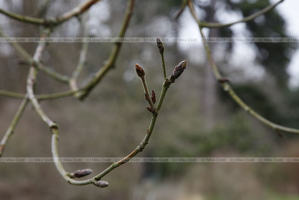 Betula utilis var jacquemontii 'Silver shadow'