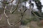 Betula utilis var jacquemontii 'Silver shadow'