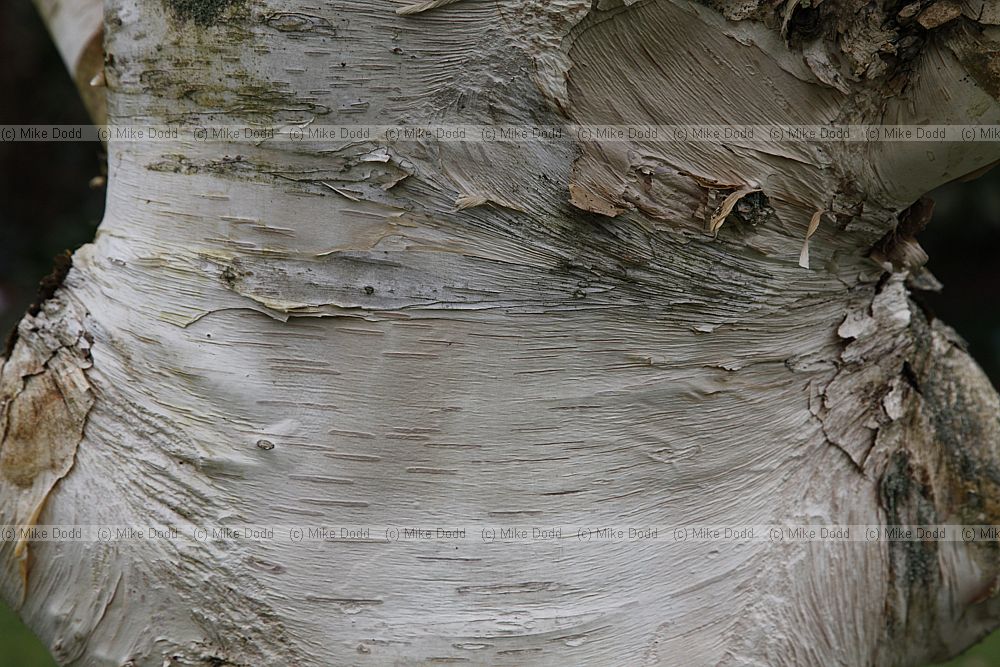 Betula utilis var jacquemontii 'Silver shadow'