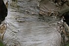Betula utilis var jacquemontii 'Silver shadow'