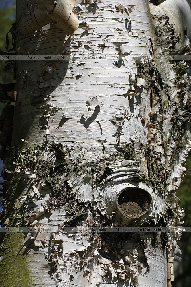 Betula x caerulea Blue birch