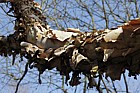 Betula x koehnei