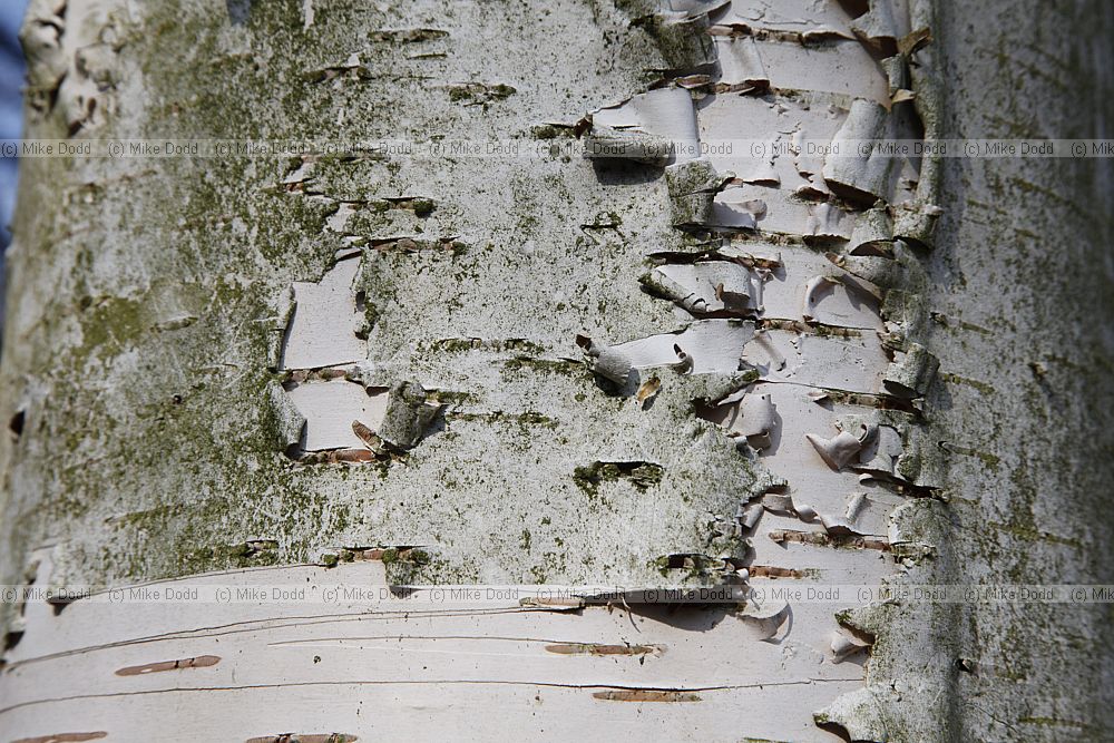 Betula x koehnei