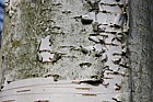 Betula x koehnei