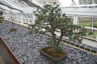 Bonsai trees
