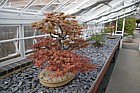 Bonsai trees