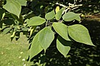 Broussonetia papyrifera Paper Mulberry