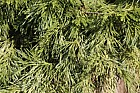 Calocedrus decurrens