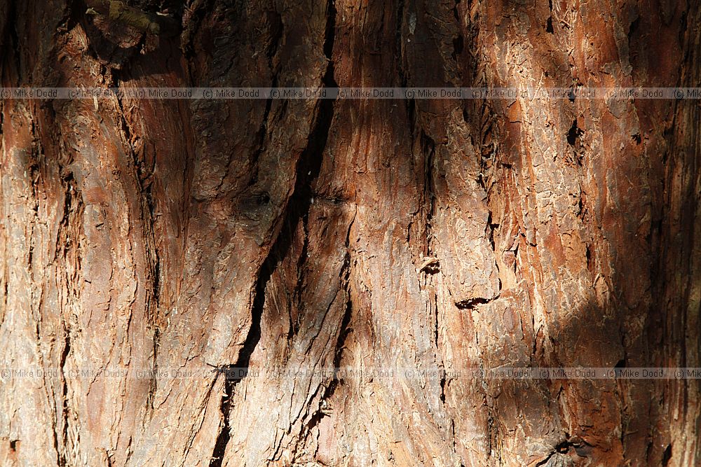 Calocedrus decurrens