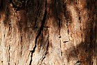 Calocedrus decurrens