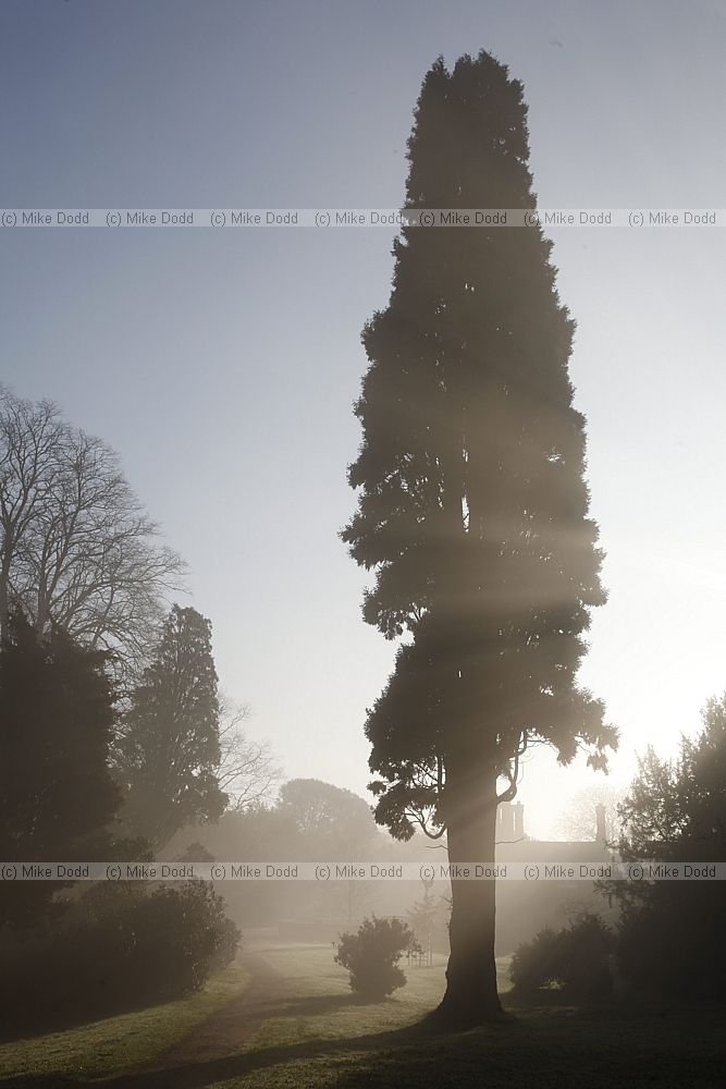 Calocedrus decurrens Incense Cedar