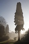 Calocedrus decurrens Incense Cedar