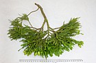 Calocedrus decurrens Incense Cedar