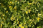 Caragana arborescens