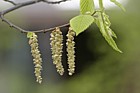 Carpinus betulus Hornbeam