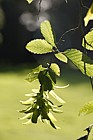 Carpinus betulus Hornbeam