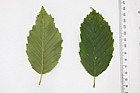 Carpinus betulus Common Hornbeam