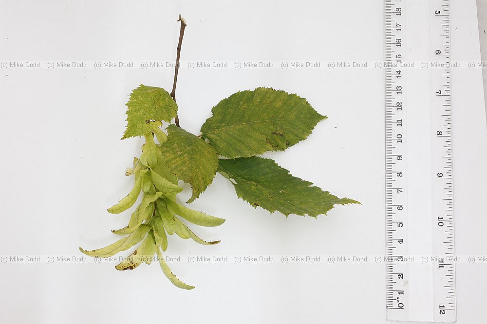 Carpinus betulus Common Hornbeam