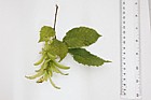 Carpinus betulus Common Hornbeam