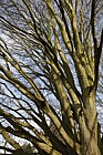 Carpinus betulus 'Fastigiata'
