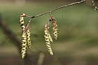 Carpinus betulus Common Hornbeam