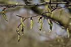 Carpinus betulus Common Hornbeam