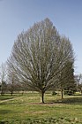 Carpinus betulus 'Fastigiata'