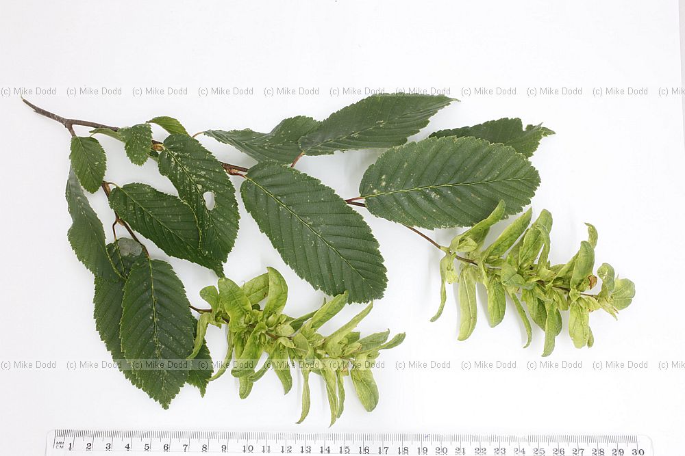 Carpinus betulus Common Hornbeam