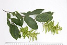 Carpinus betulus Common Hornbeam
