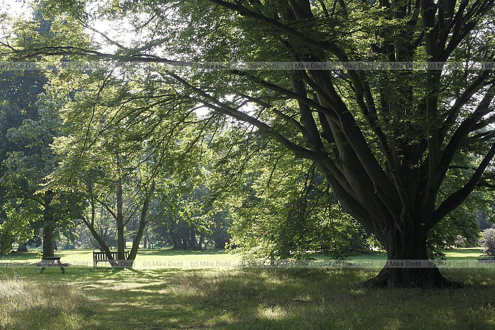 Carpinus betulus 'Fastigiata'