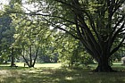 Carpinus betulus 'Fastigiata'