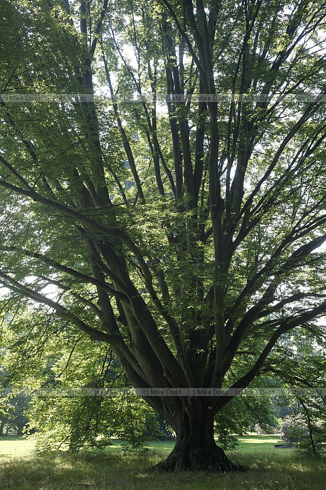 Carpinus betulus 'Fastigiata'