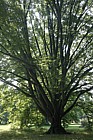 Carpinus betulus 'Fastigiata'
