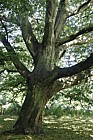 Carpinus betulus 'Incisa'