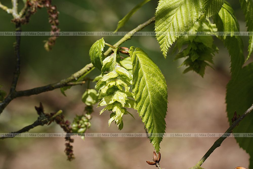 Carpinus cordata