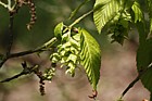 Carpinus cordata