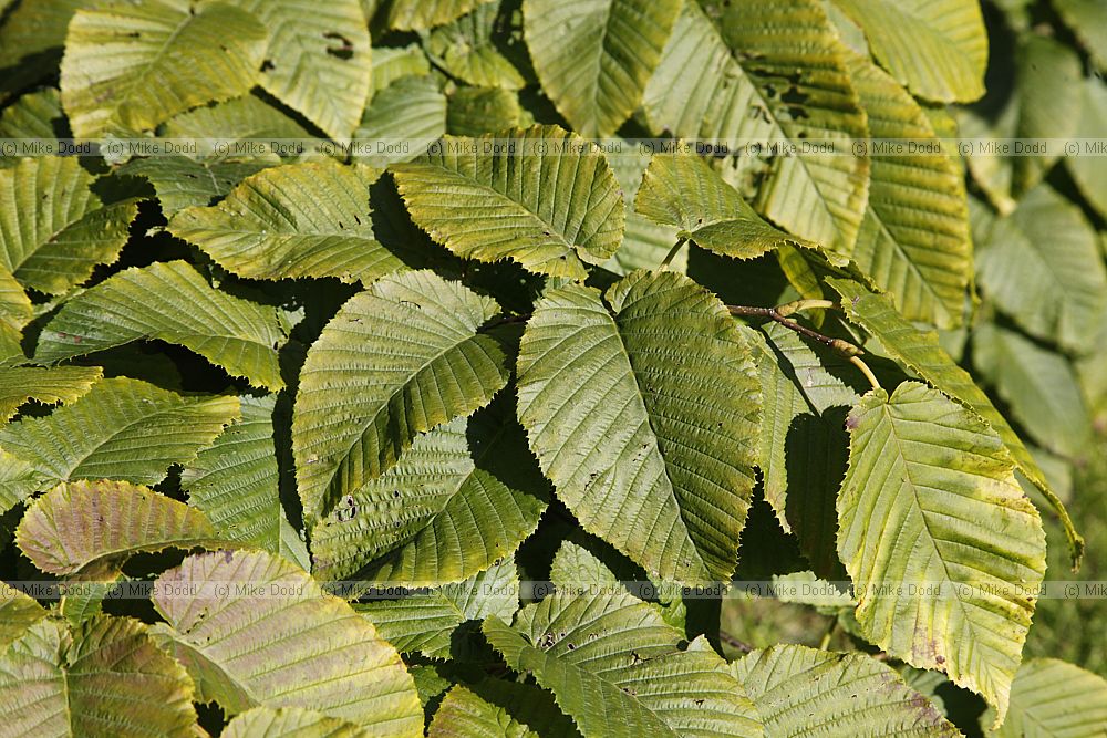 Carpinus cordata