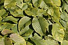 Carpinus cordata