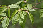 Carpinus japonica Japanese hornbeam