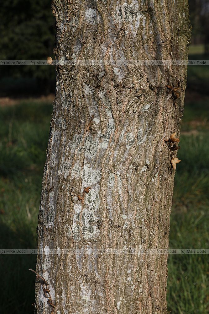 Carpinus shensiensis