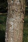 Carpinus shensiensis