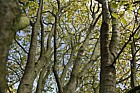 Carpinus turczaninovii