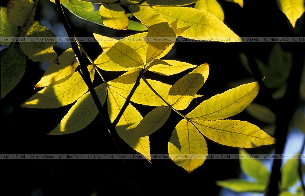 Carya cordiformis