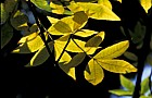 Carya cordiformis